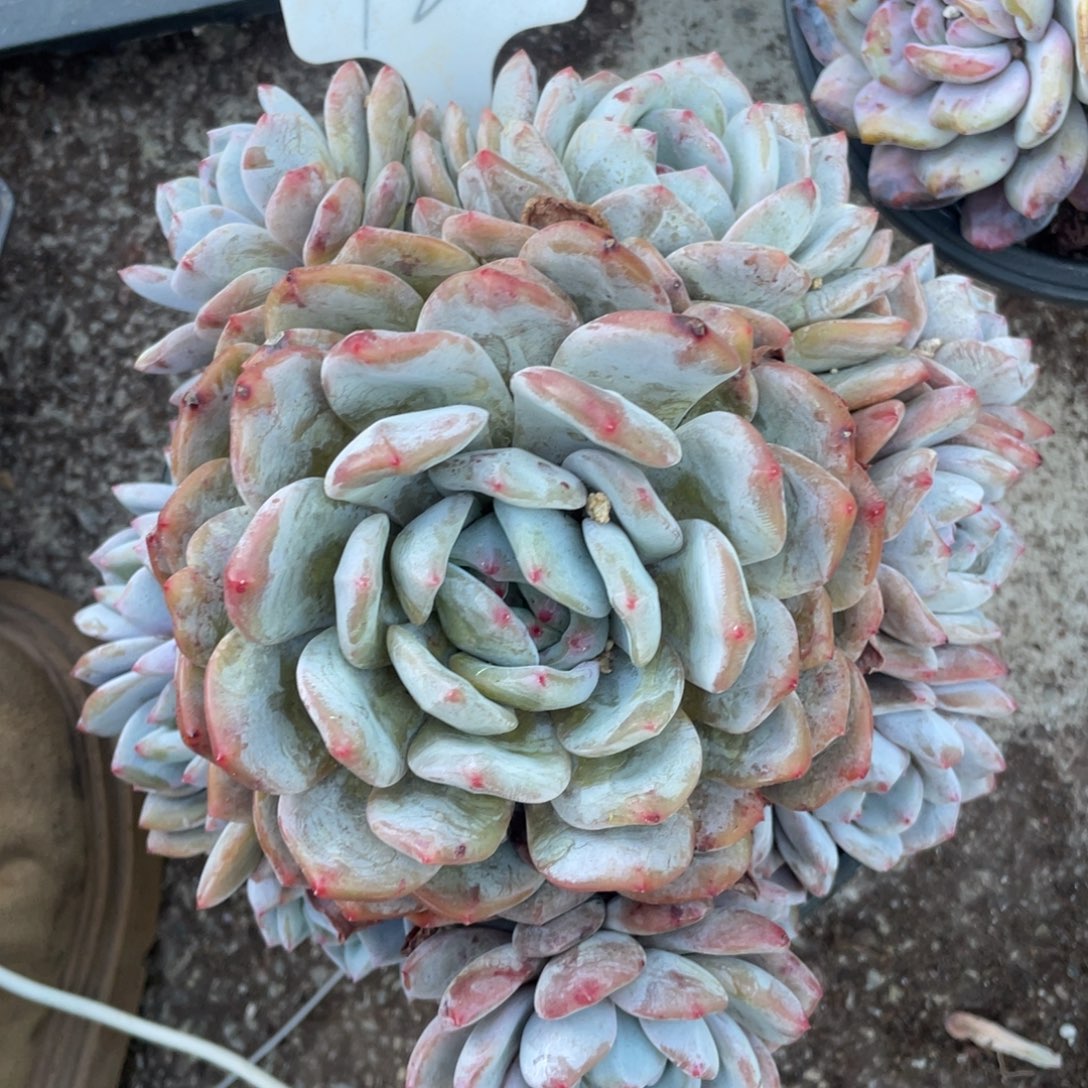 d***d星影多头群生的12号