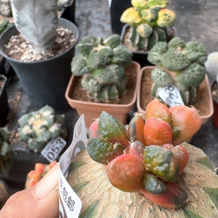 052群头哥斯拉锦仙人球