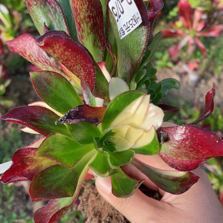 75魅影七彩嫁接多肉12345678