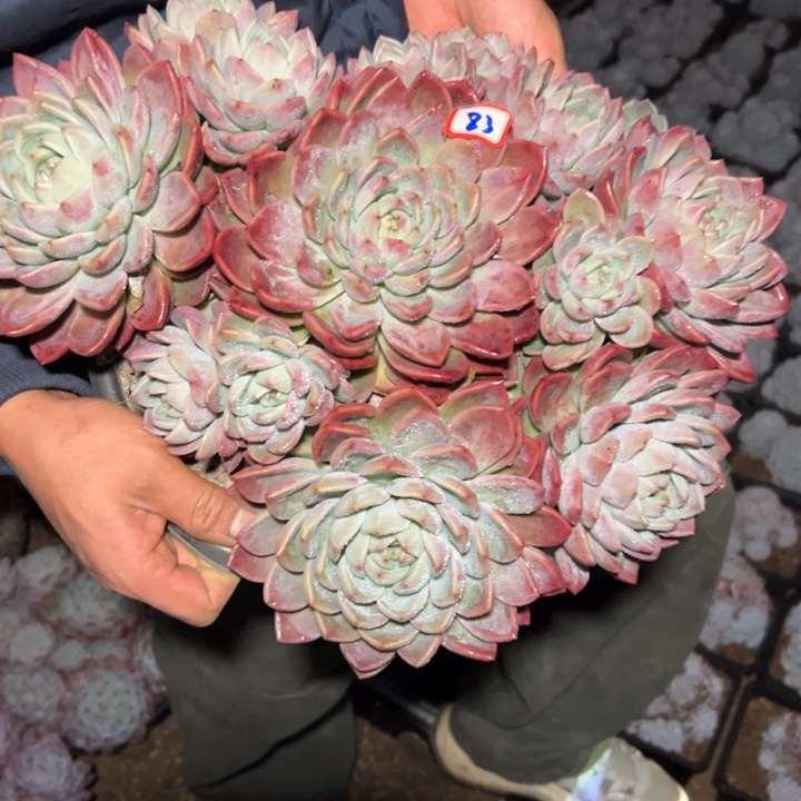 森***＊精品多肉植物老桩