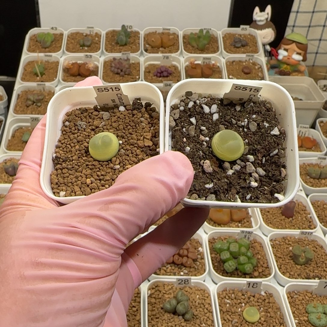*****肉锥多肉植物组合-sh1200拉登996
