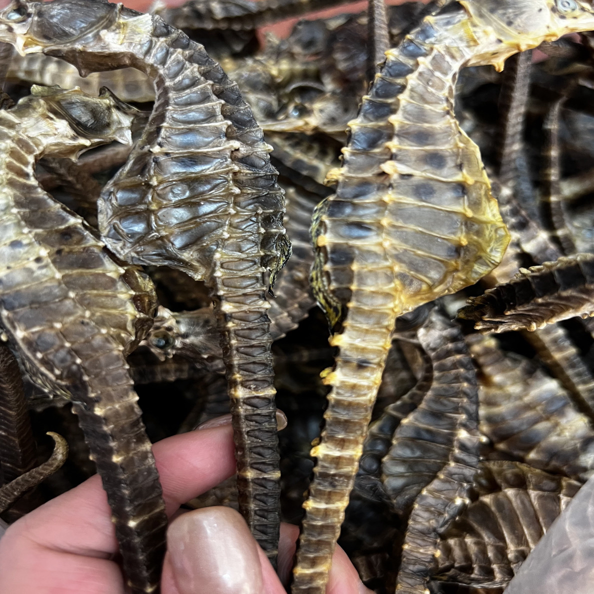 【约7克A货】一对公母海马晒干足干海干货可煲汤泡酒厚肉新鲜生晒货