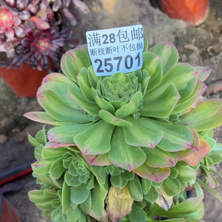 25701琉璃多肉植物