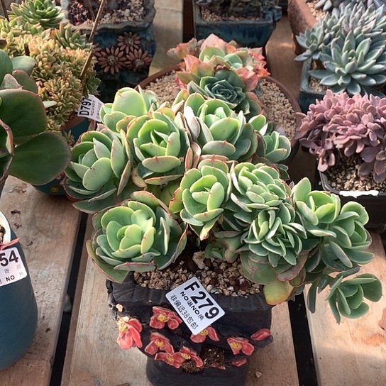 鸡蛋碧桃缀化279 亏本处理7-8 天发货