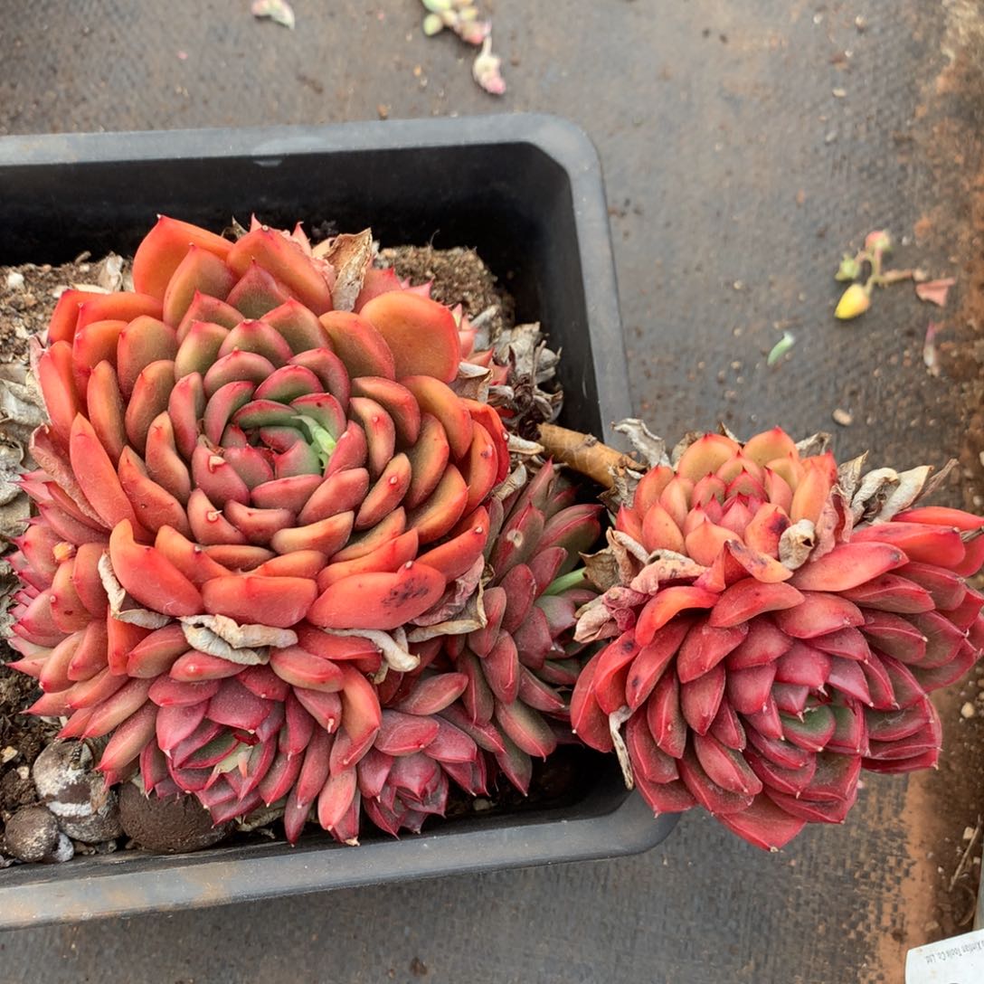 5228杂交精品基地17厘米