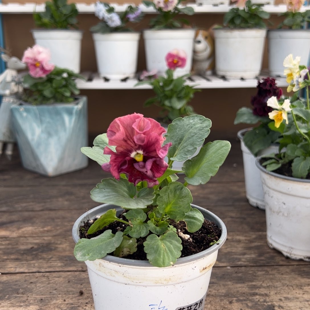 【闪购商品】完全开放075号