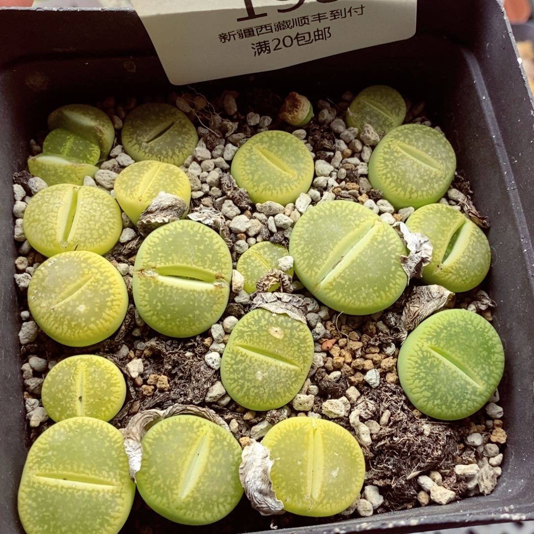 我的小姐姐们都是198