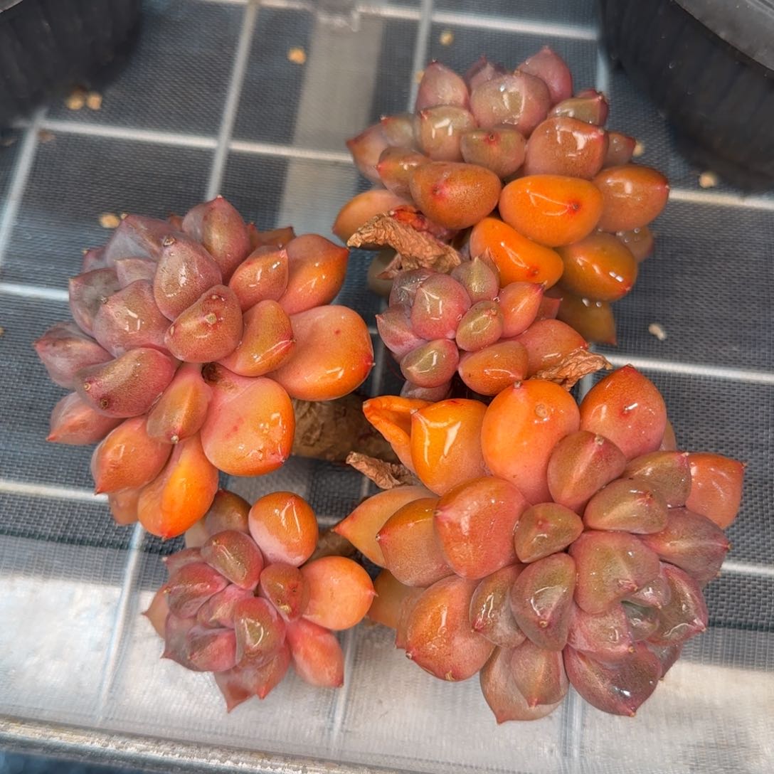 从前慢花园精选多肉大红象牙