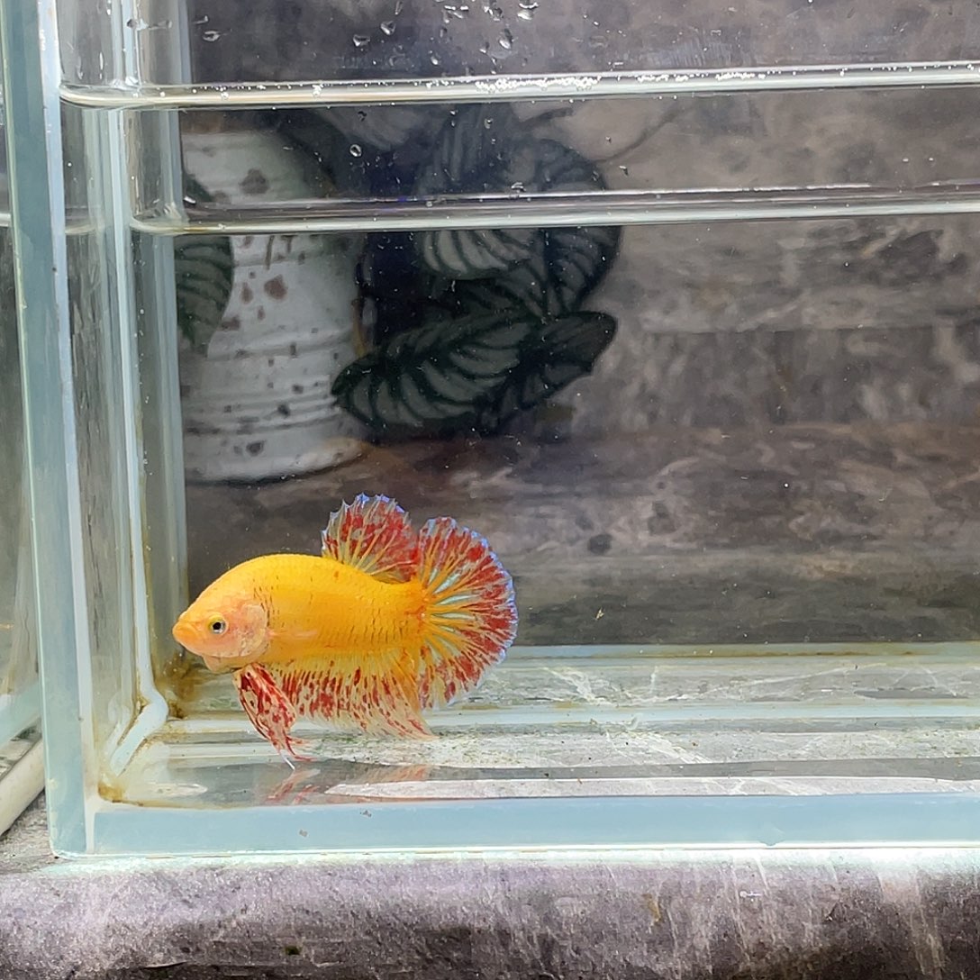 斗鱼育平斗鱼泰国斗鱼