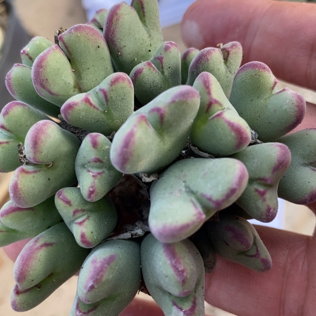 1369一群沙文—利亚