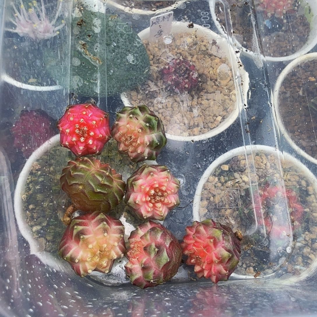 山***的当前无花朵，栽培后可花朵