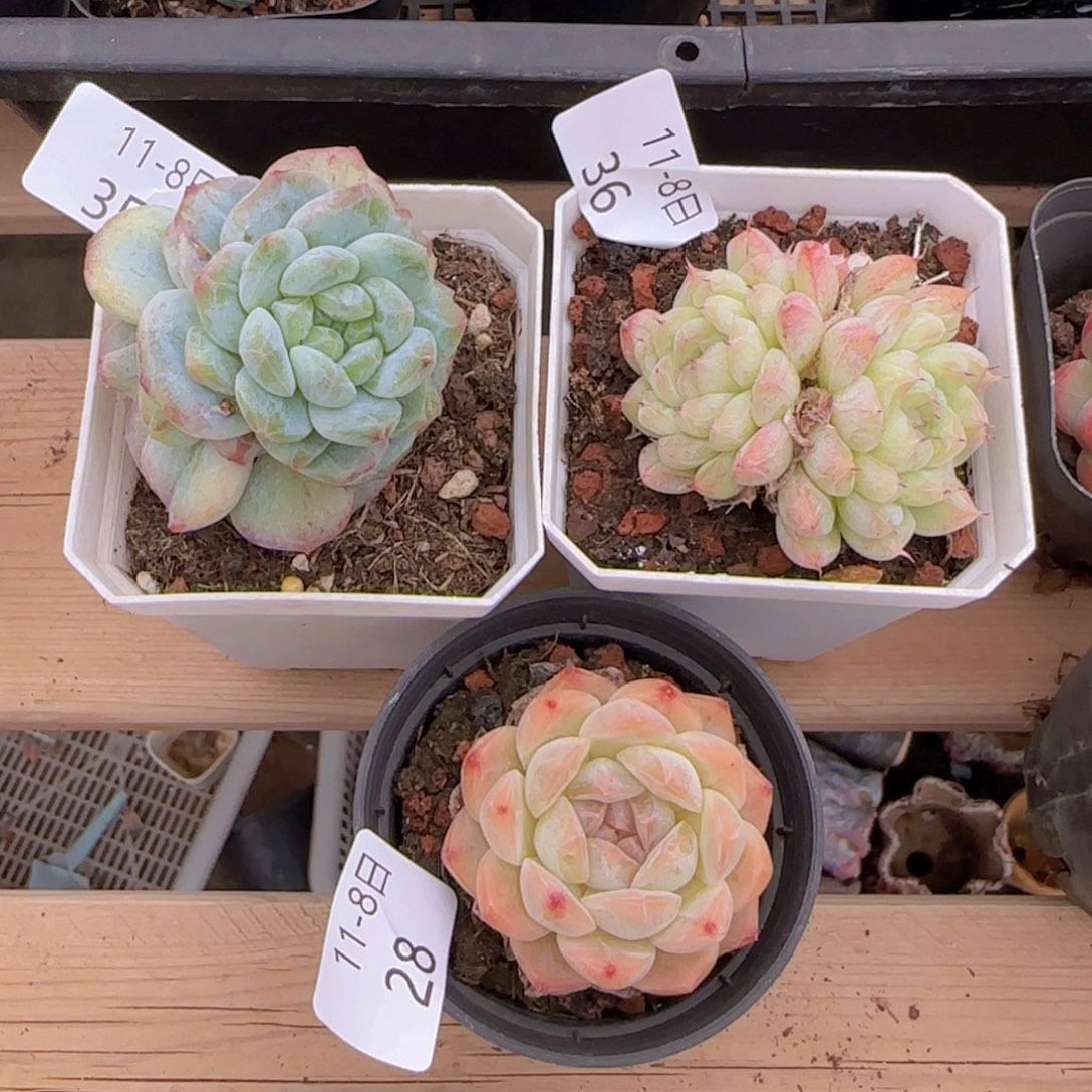 七***琪三颗脱土发货包邮