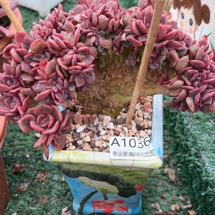 幸运的是我的朋友是