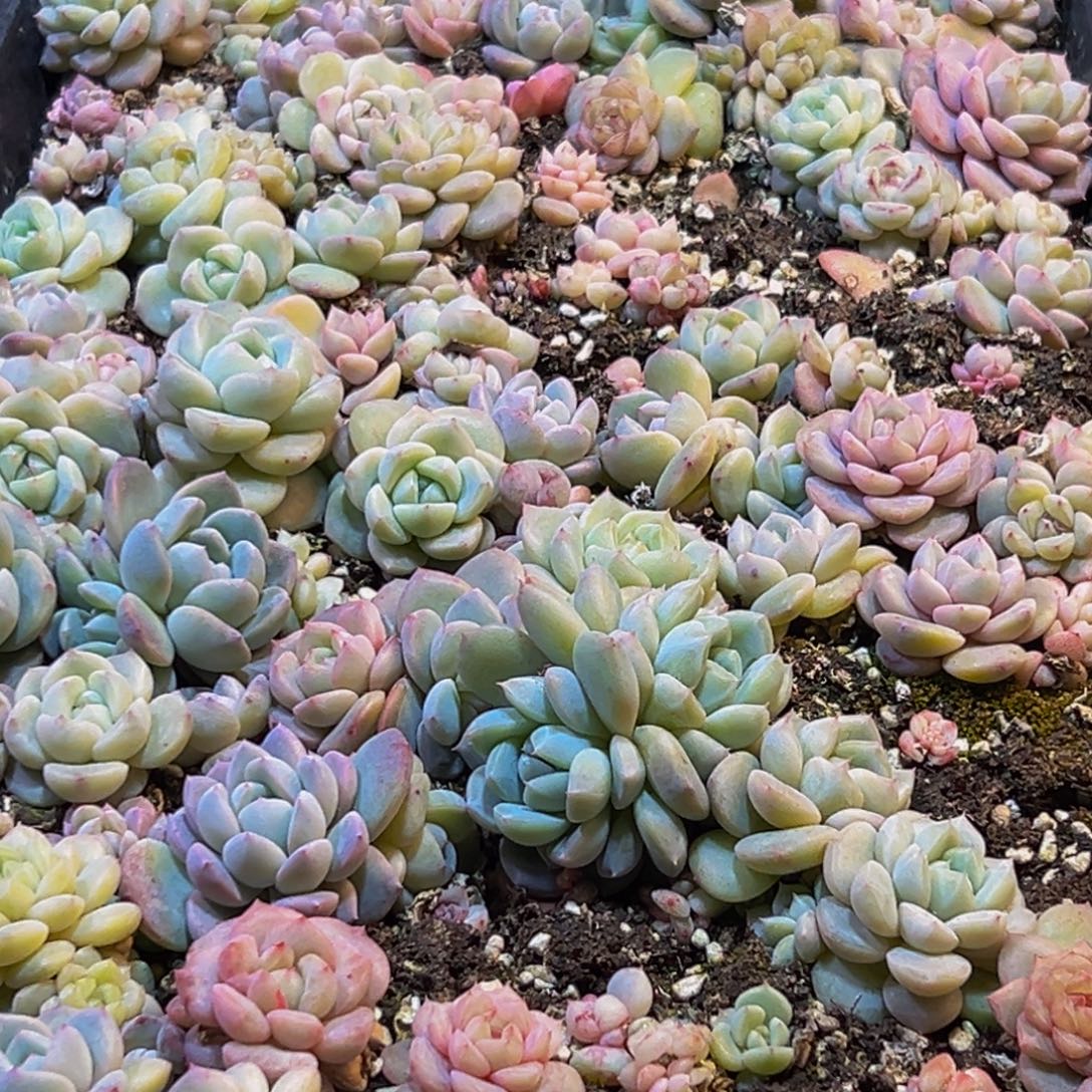 花****840多肉葡萄的味道真的是很