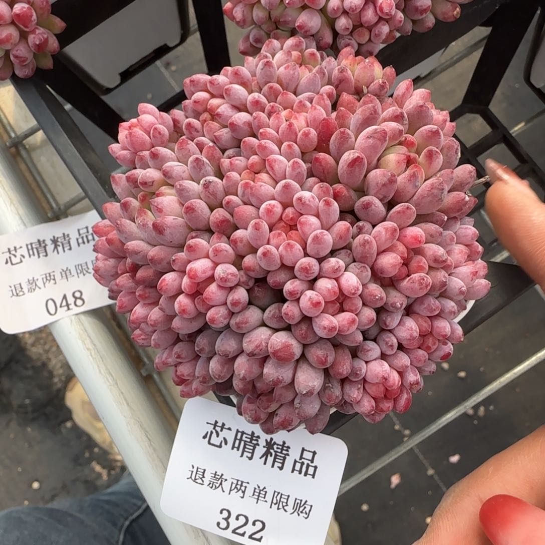 闪购精品多肉322号