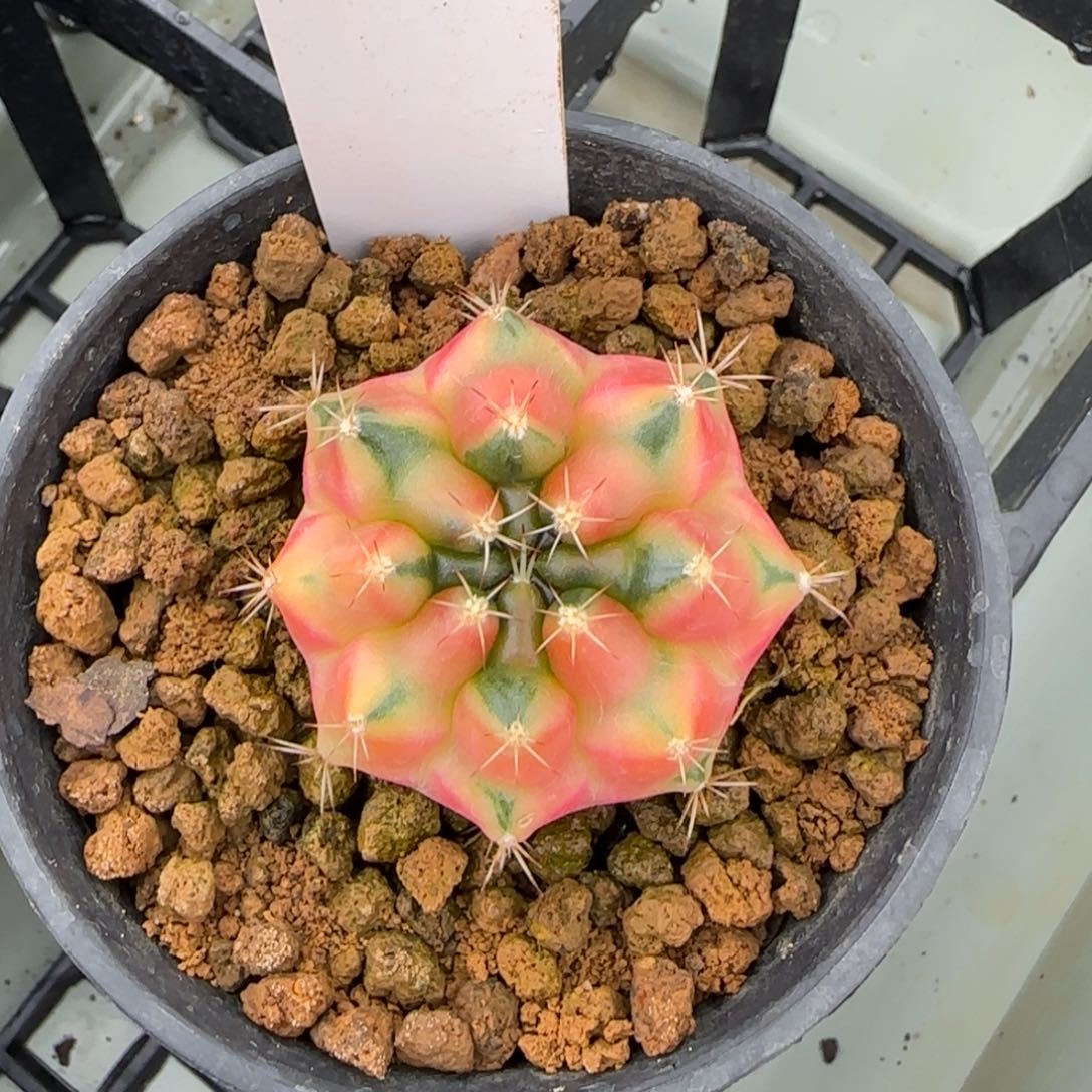 21/0213黄石脱土发多肉