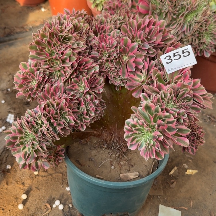 糖果女巫法师锦缀化有伤355