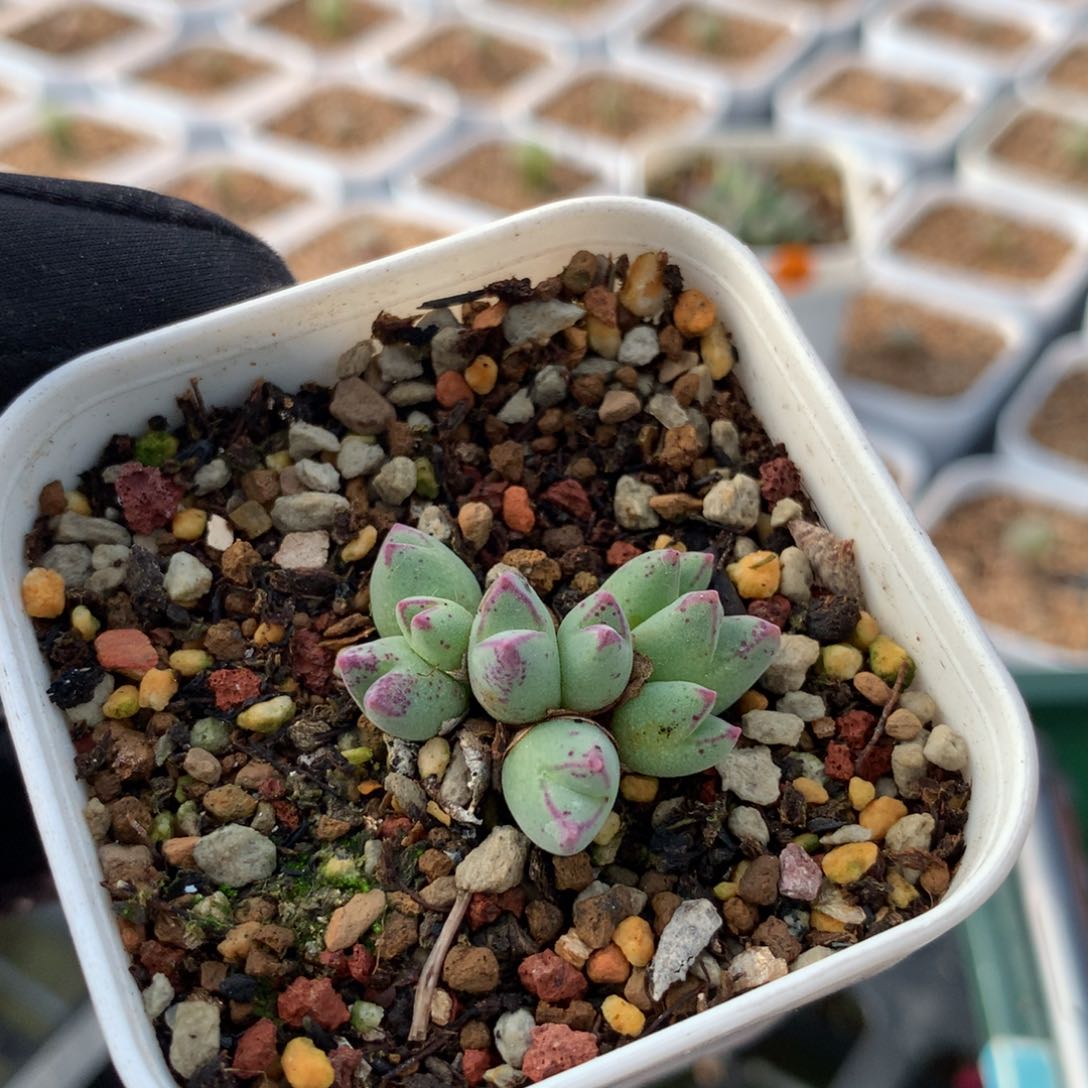 40号猪蹄母本一颗