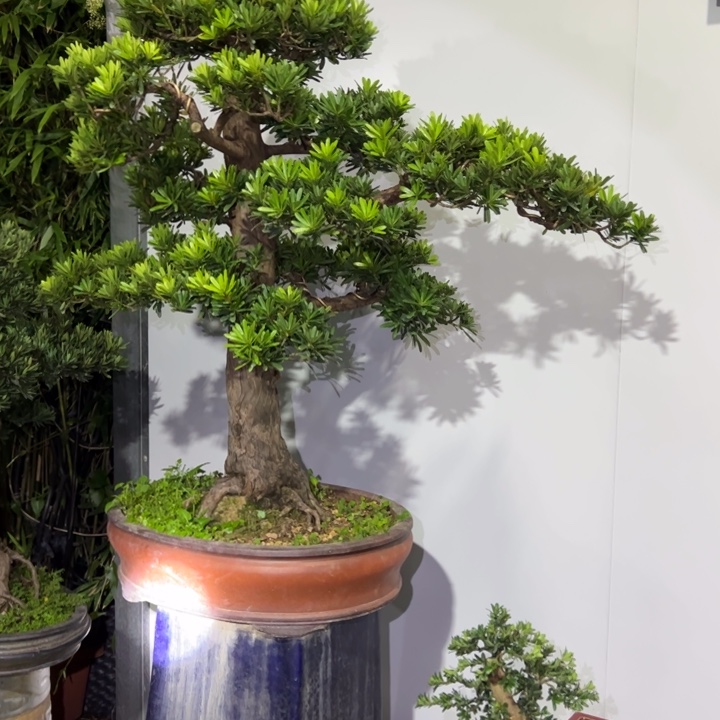 古***赁无花朵高端精品罗汉松盆景