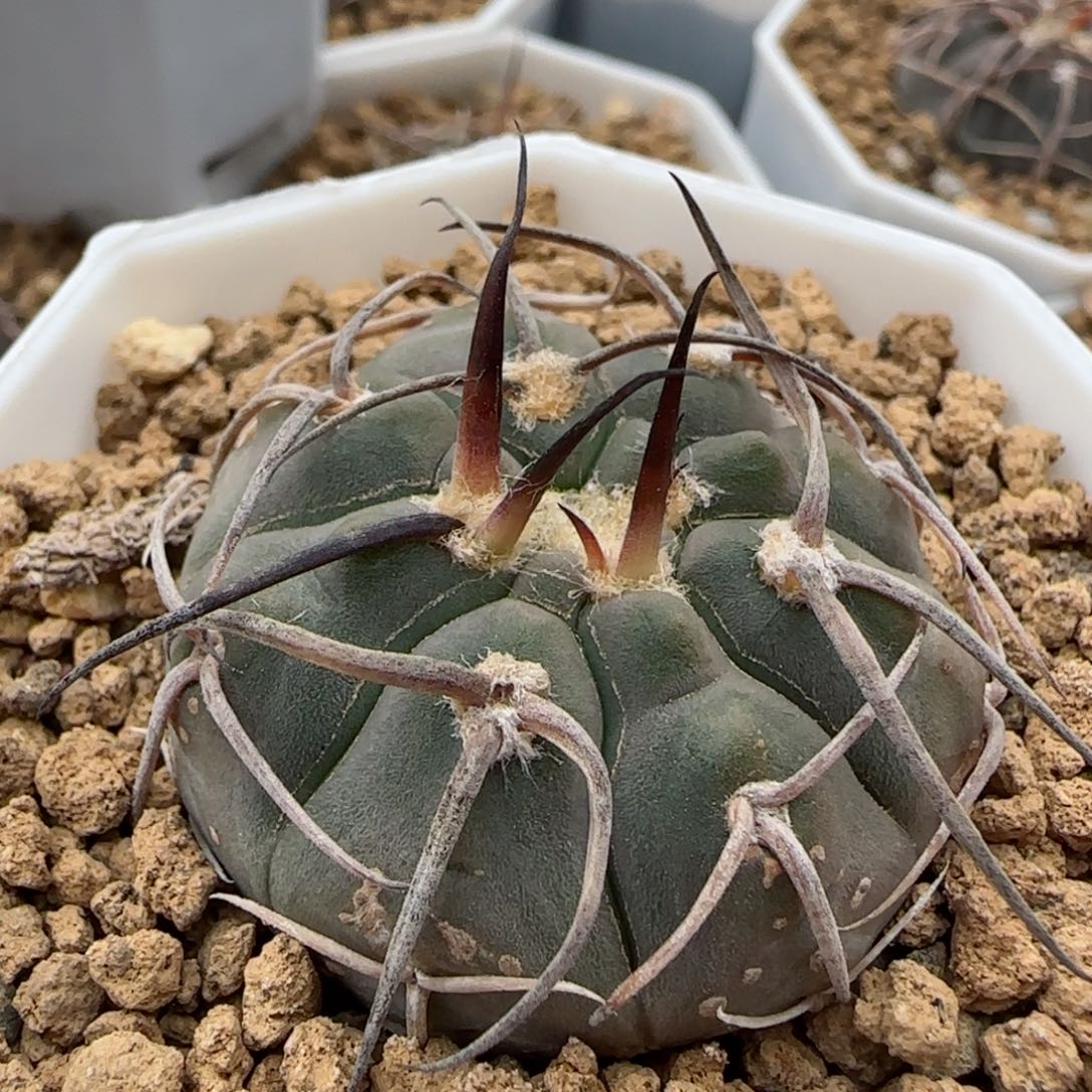 625实生输入狂伏刺天平多肉