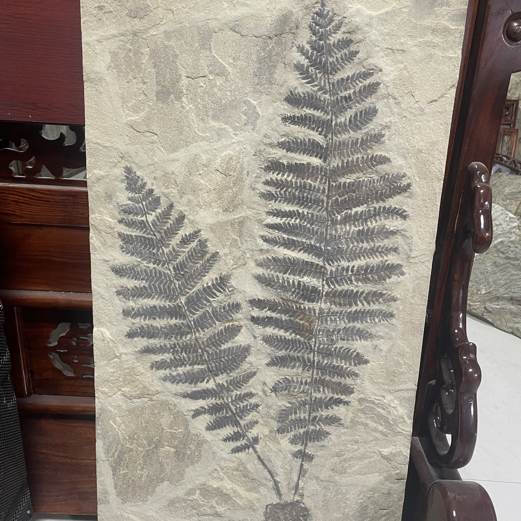 辽西植物化石家居摆件