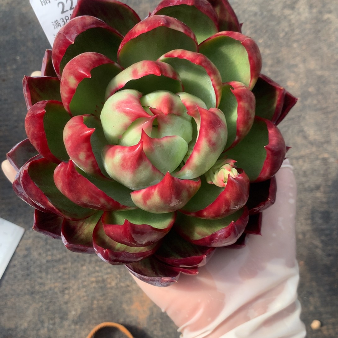 2272号多肉植物惊鸿14厘米