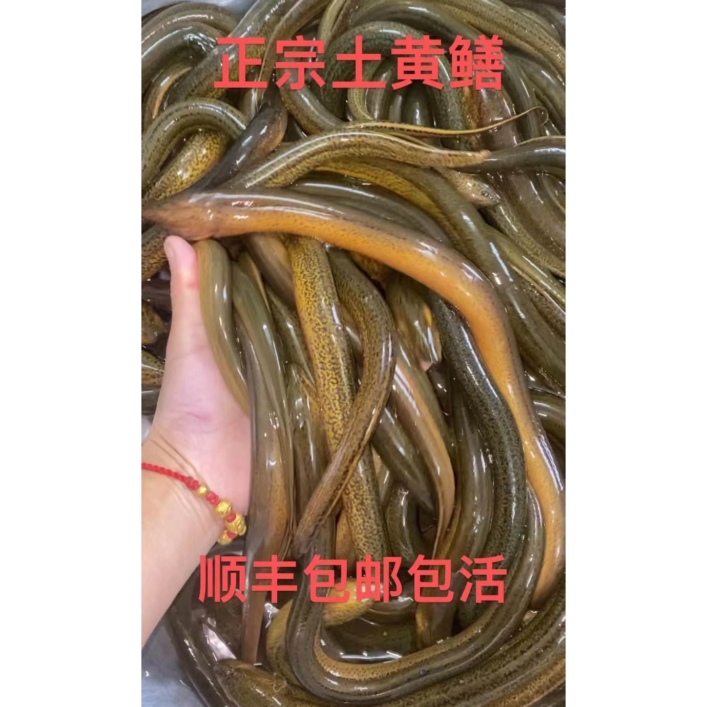 【燕菇娘专属】   稻田河沟自然生长土鳝鱼