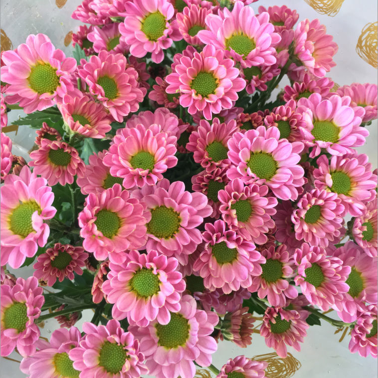 【绿心粉边小雏菊】小菊新鲜鲜花花束云南鲜花基地直发适合客厅装饰