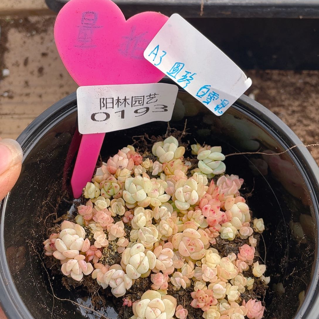 量拍多肉植物多肉植物193