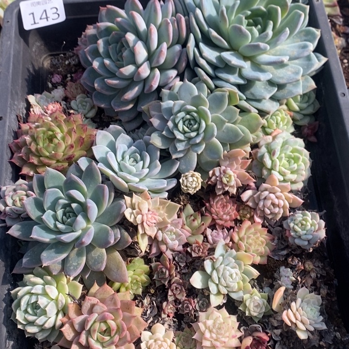 143 多肉植物盆栽花卉