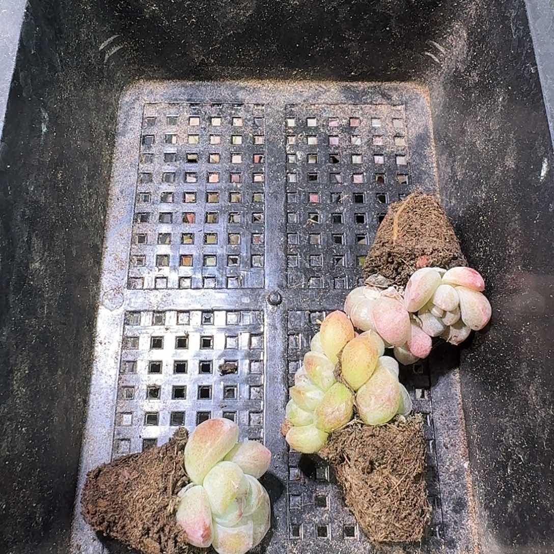 土***豆14号到手105颗，黄体冰玉