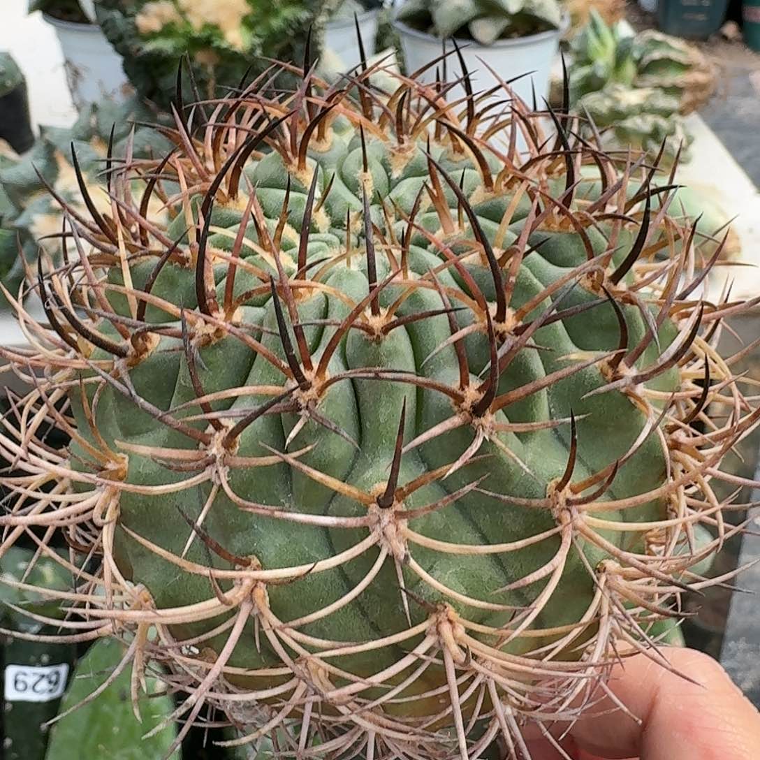 【闪购商品】无花朵苗接伍佰津玉924