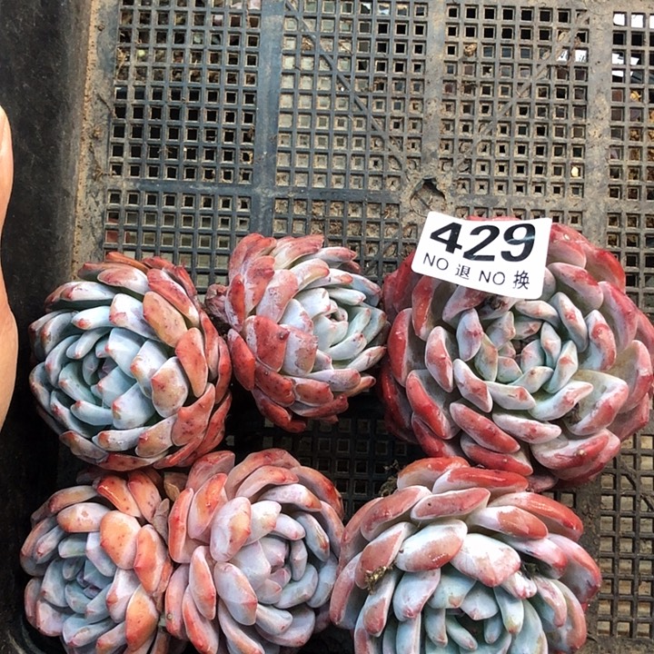 星影石榴籽福利出咯 429