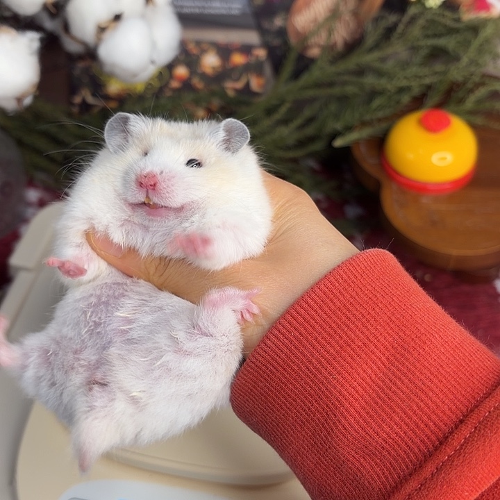 短毛黄波妹妹134g10.25