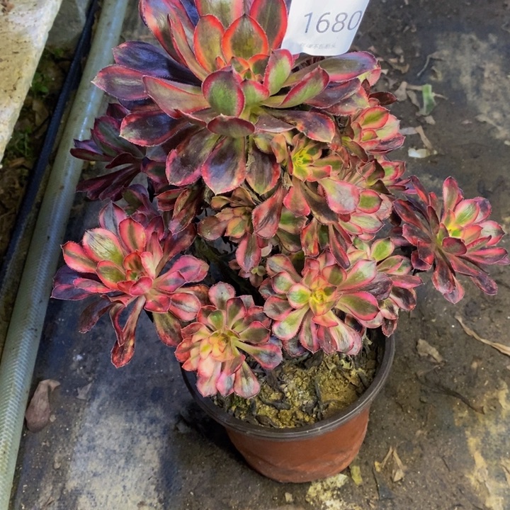 香奈儿多肉断头不包1680