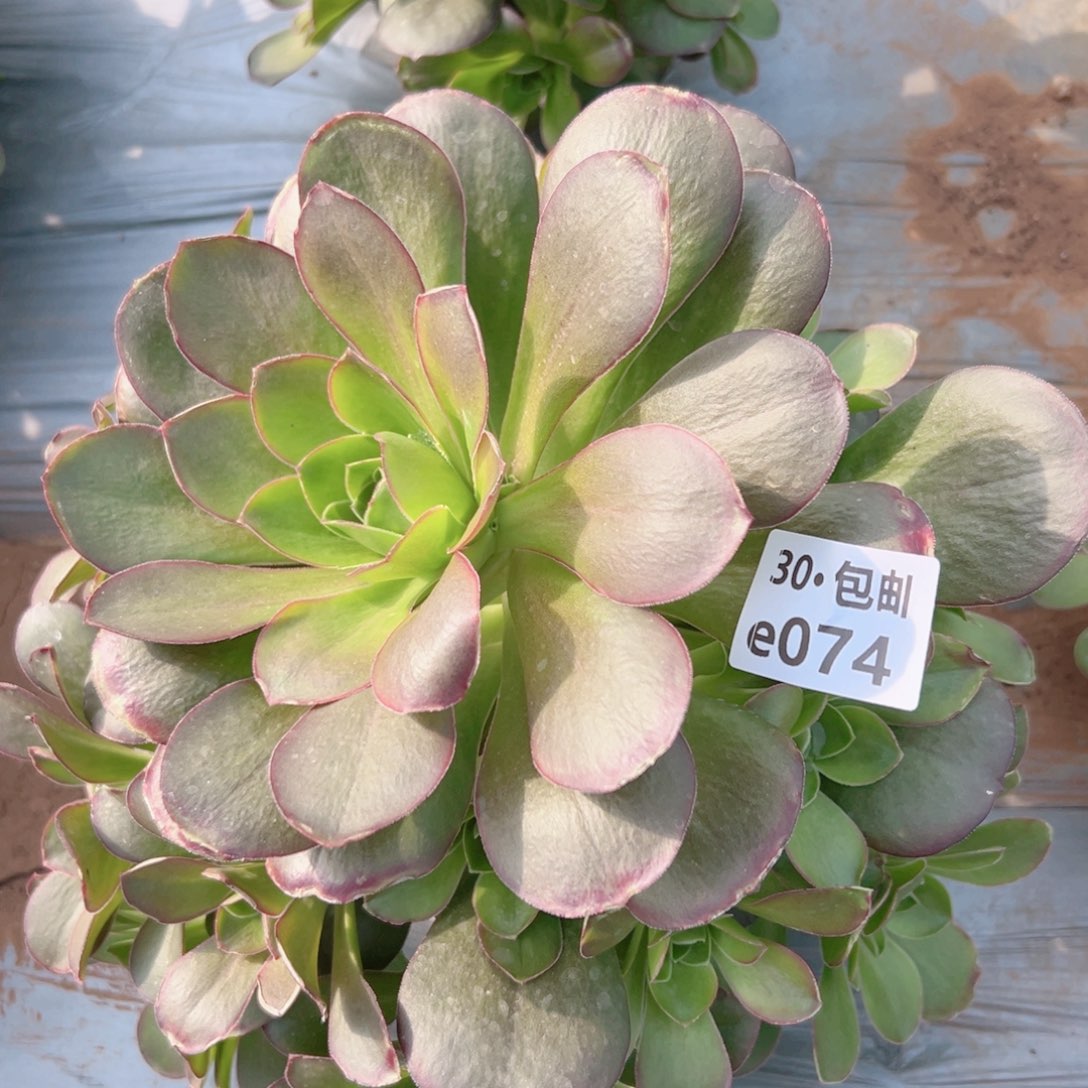 074魅金多肉法师