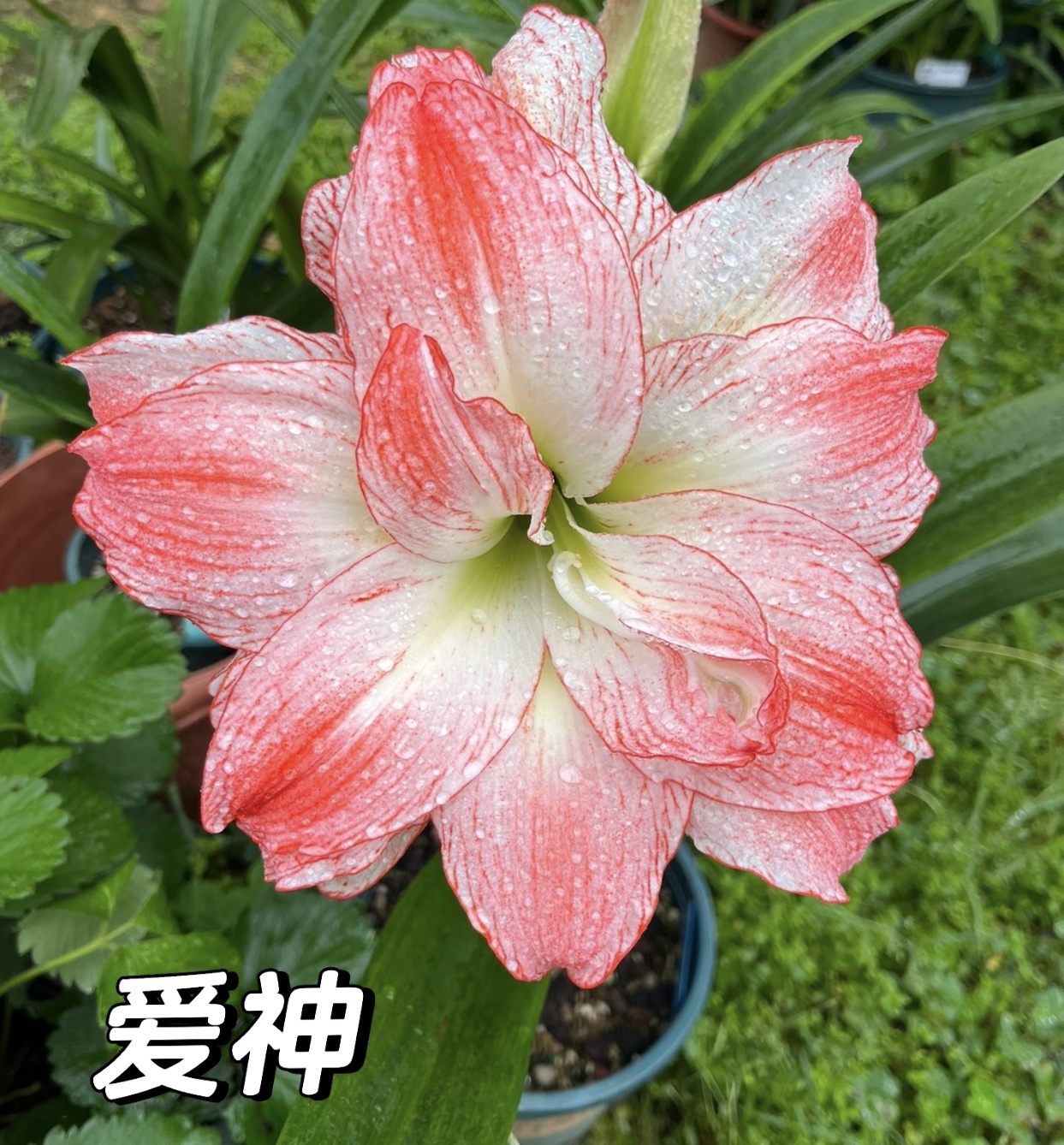 【爱神】重瓣进口种球花卉荷兰种球盆栽