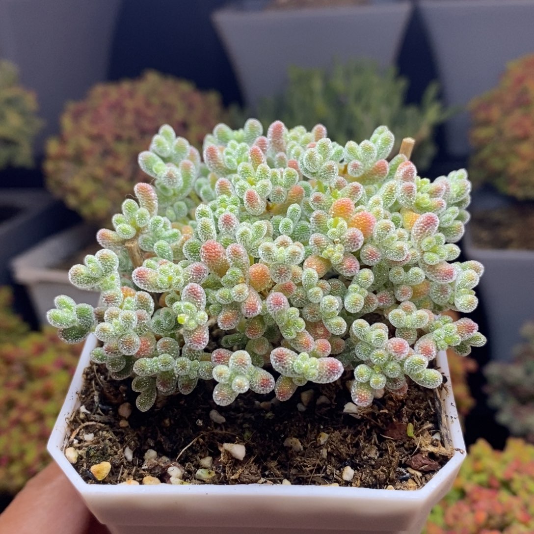 静***心无花朵13号实生冰晶枝干