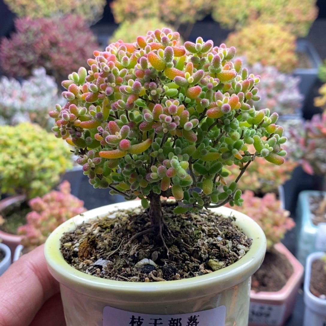 酸****蜜橘糖球341。           