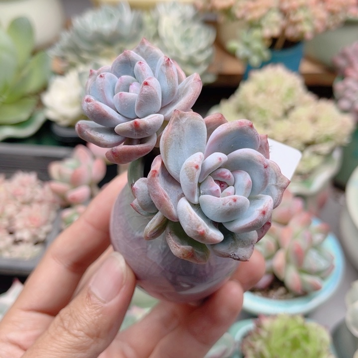 901 老桩星影 带陶瓷盆发货 满28包邮