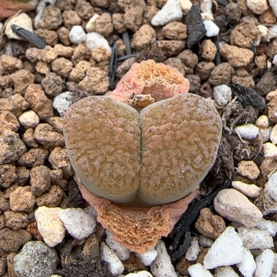 4.19。超级蛋糕风铃。 8036