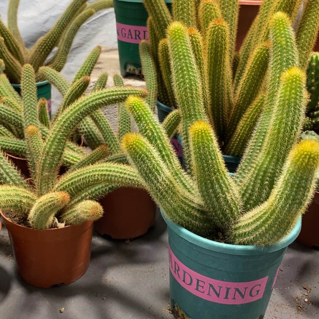 双色金妞橙仙子摩尔紫群生三盆组