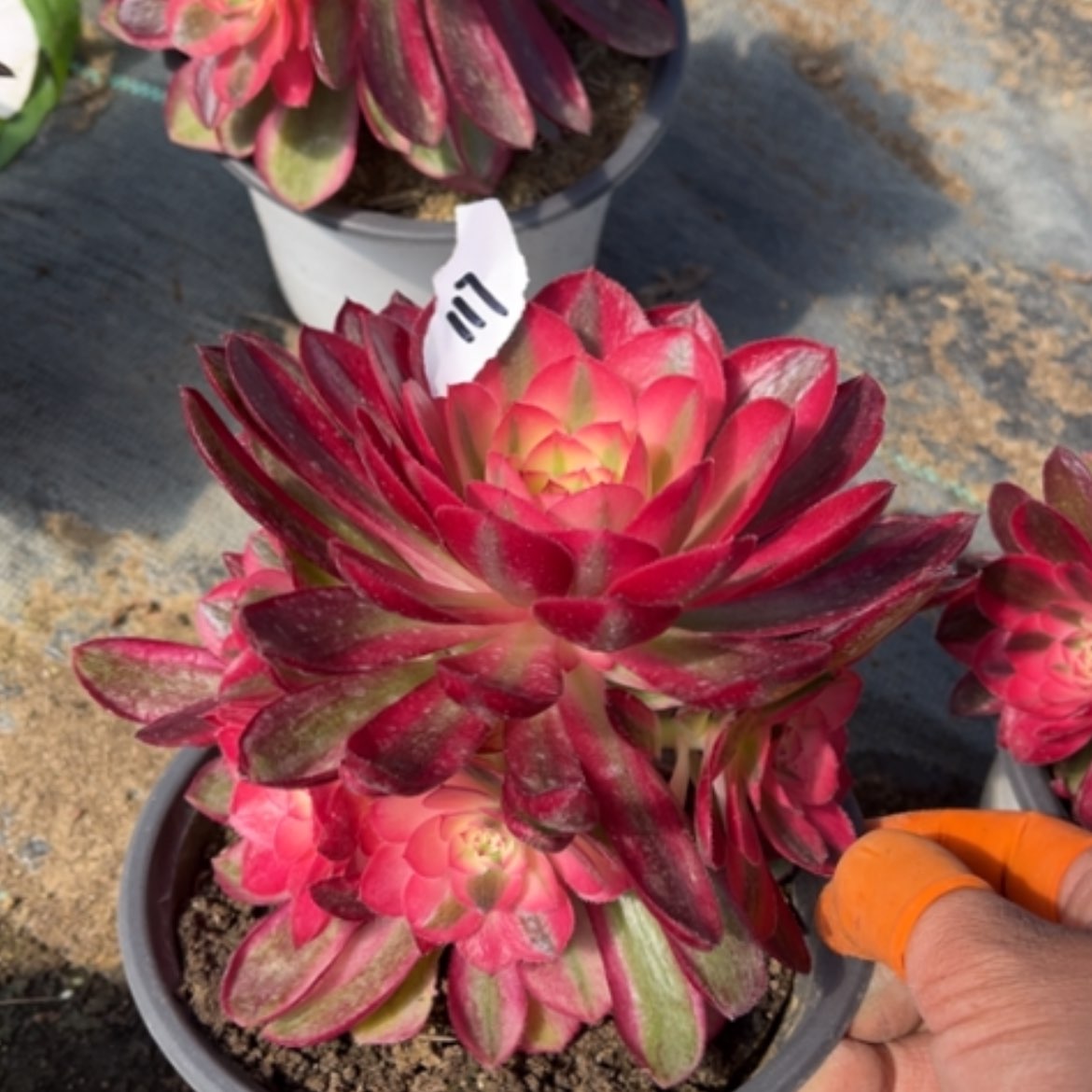 【闪购商品】117荔枝多肉法师