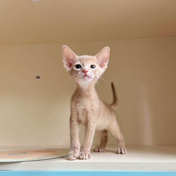 1️⃣3️⃣8️⃣小鹿色阿比西尼亚弟弟  生日：4.5   疫苗：6.1