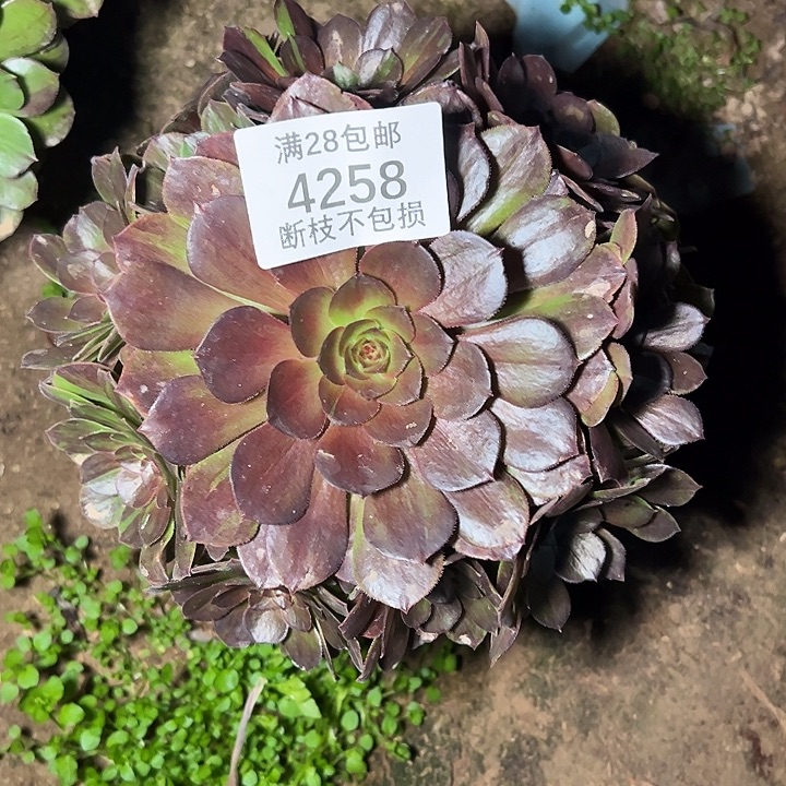 4258花月夜多肉植物