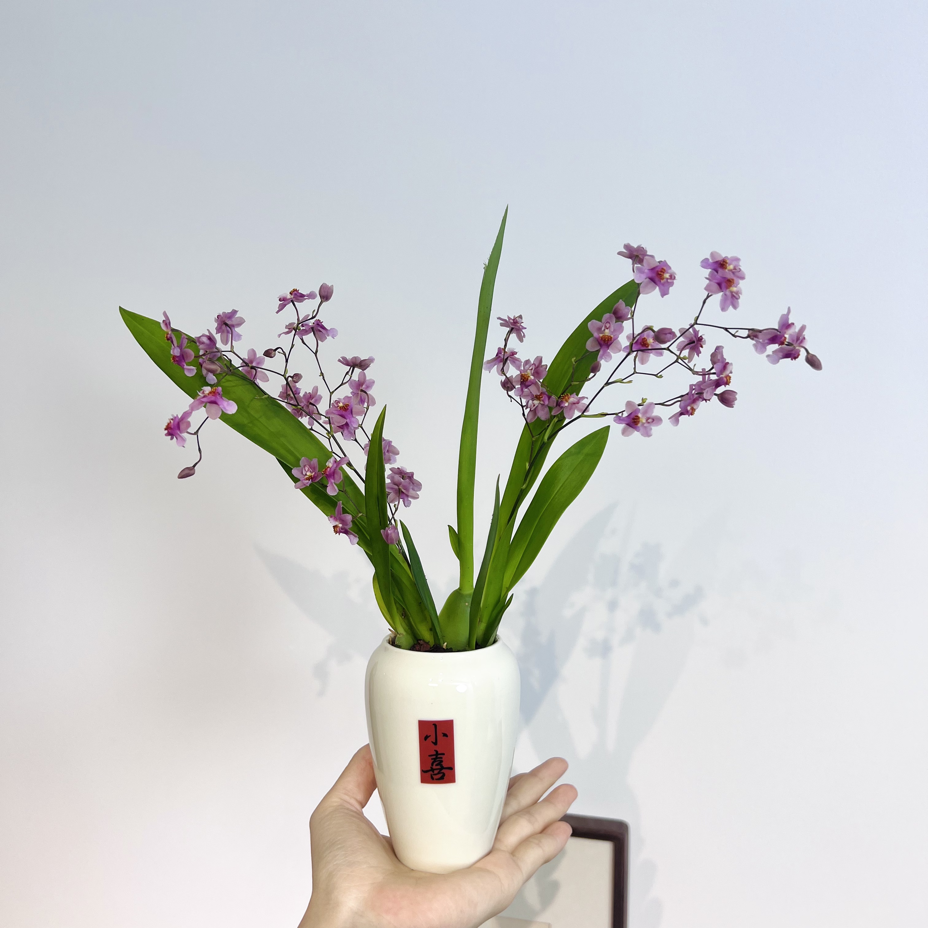 兰花1-2剑香水文心兰阳台客厅好养开花特香年宵花加赠小喜盆