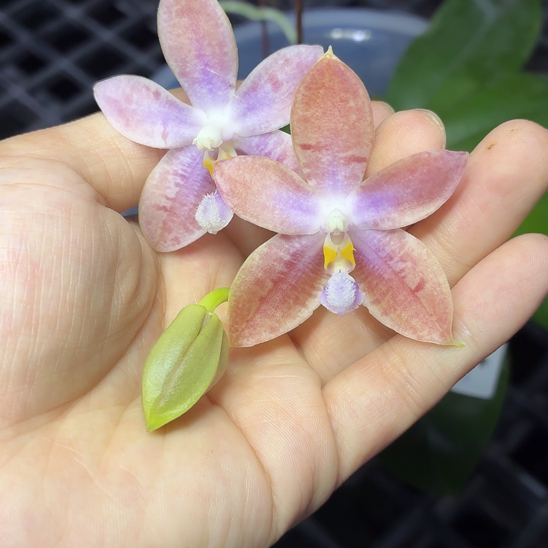 当前无花栽培后可以开花A194八寸盈收三号