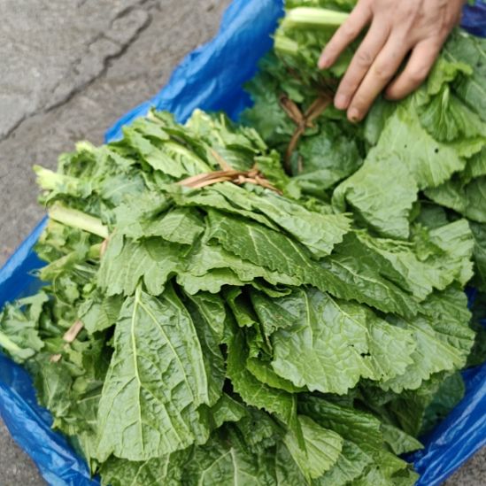 中国大陆寨乐本地大青菜22斤装