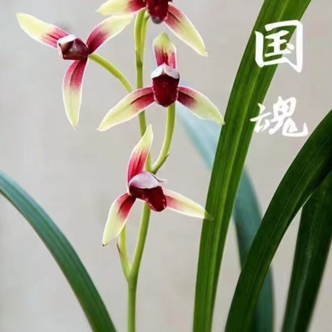 正宗大国魂兰花浓香型建兰室内客厅办公室高端盆栽花卉
