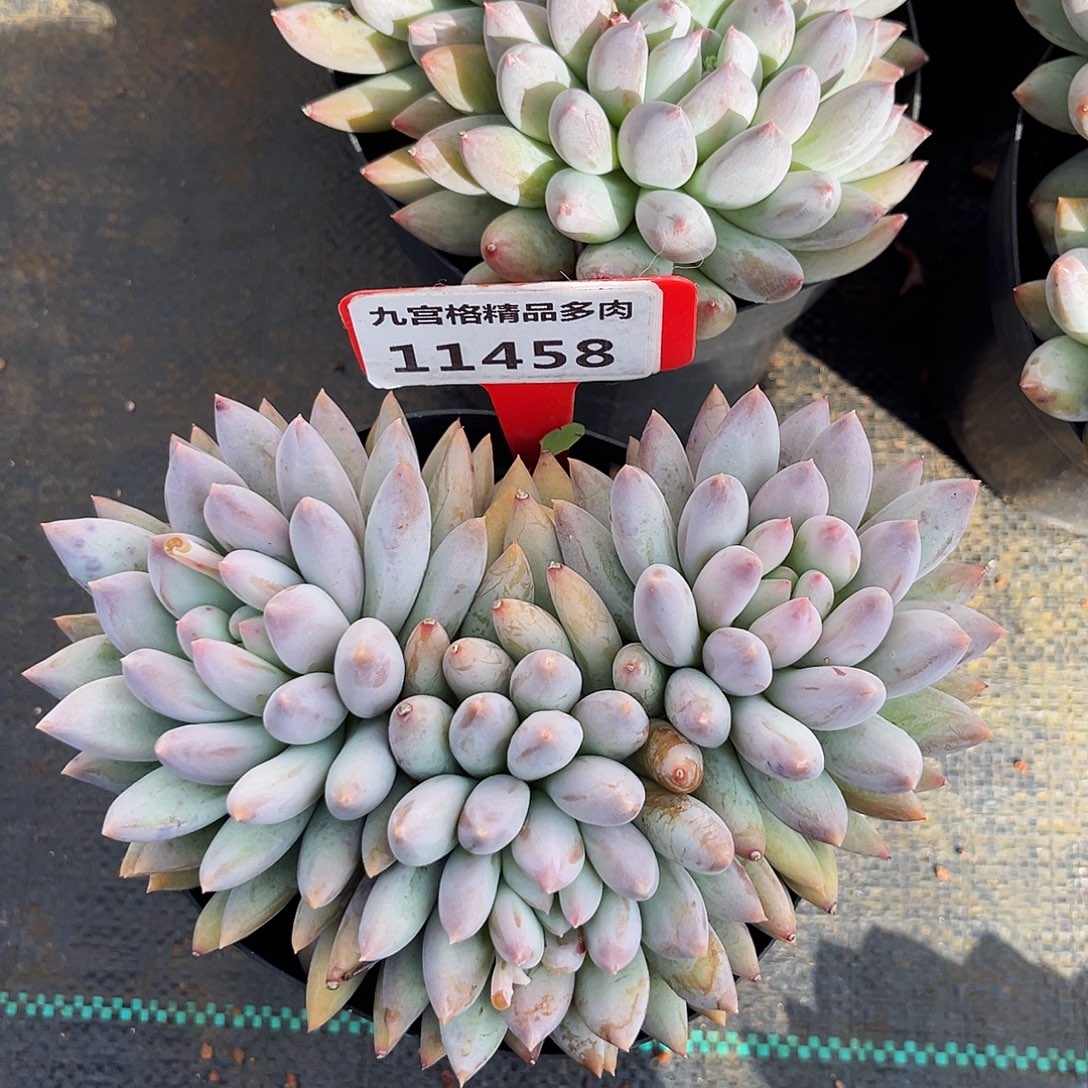 一物一拍11458所罗门